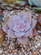 Echeveria Quetzalcoatlia superba