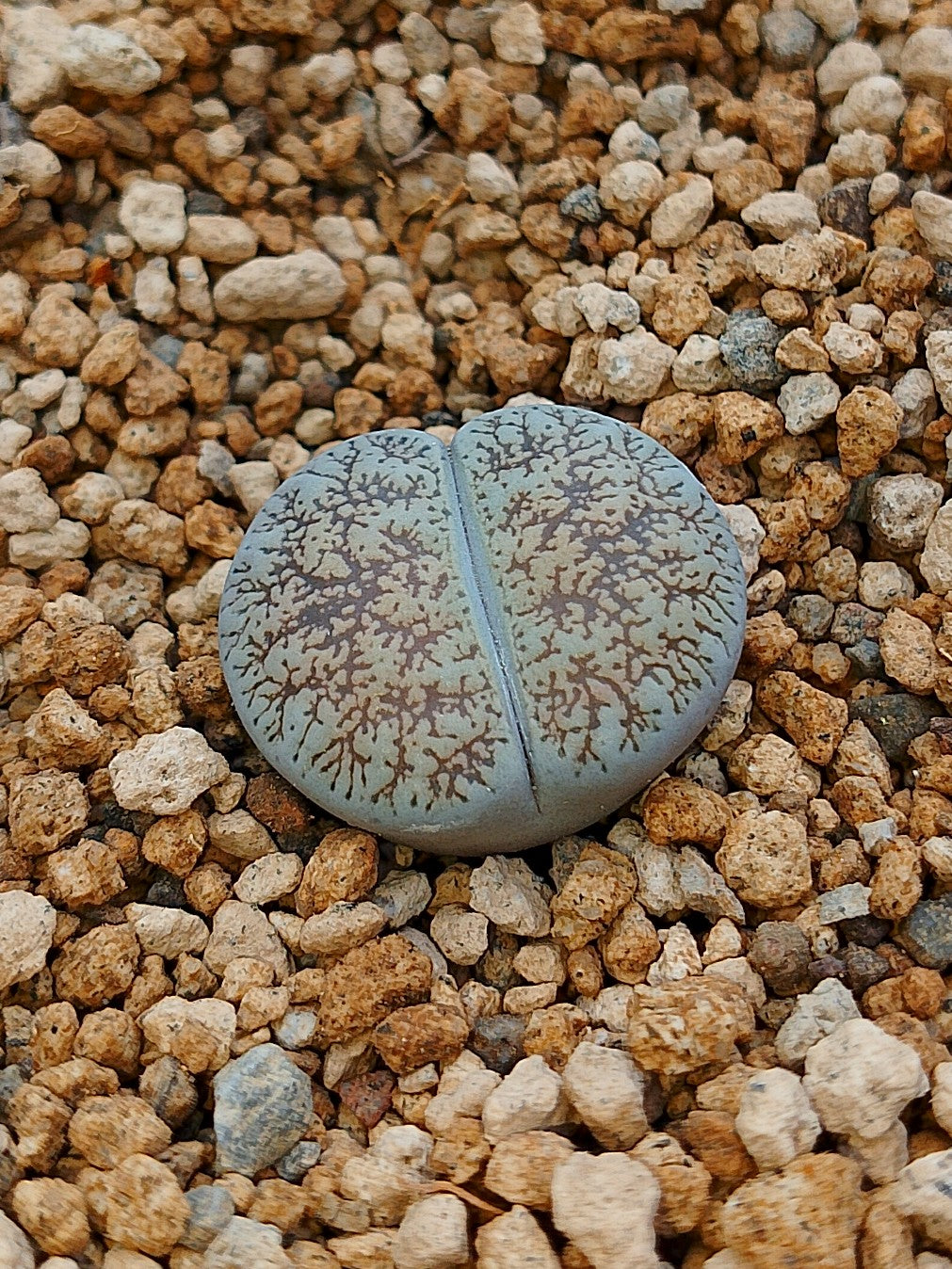 C302 	Lithops lesliei ssp. burchellii