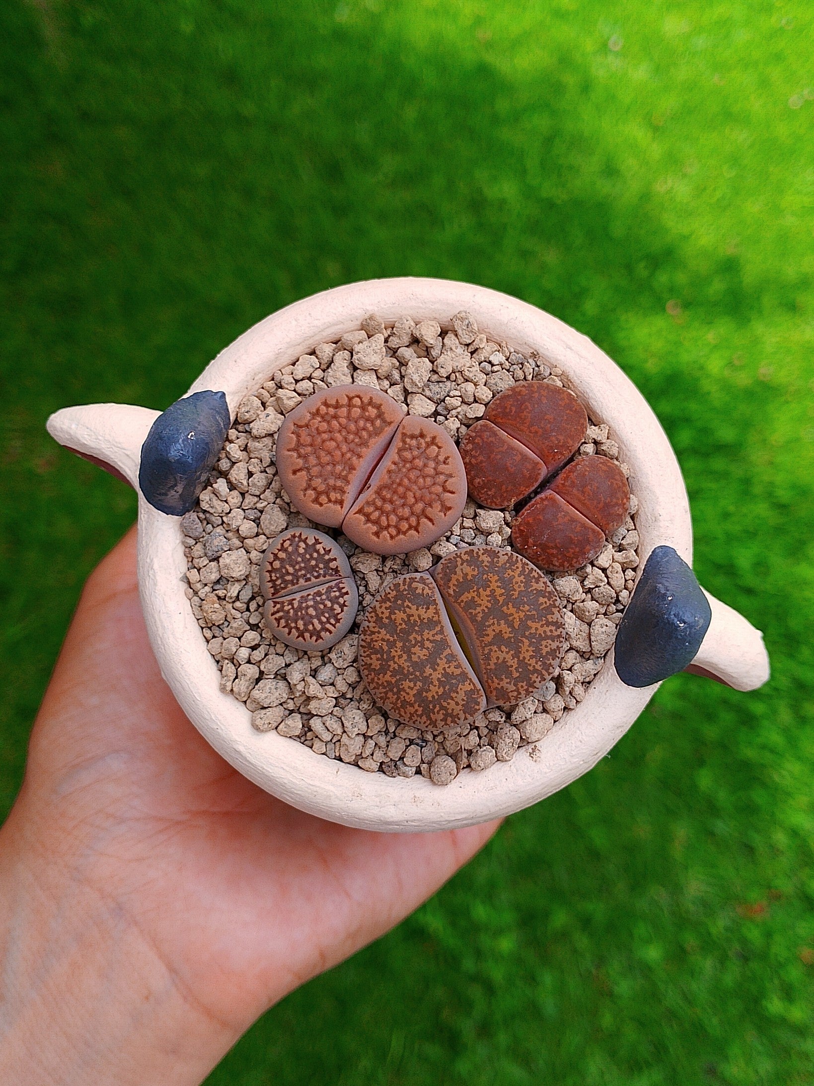 Paquete lithops Mix - vaquita C | maceta 2.5"