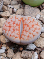 Lithops karasmontana var. aiaisensis 'Orange top'