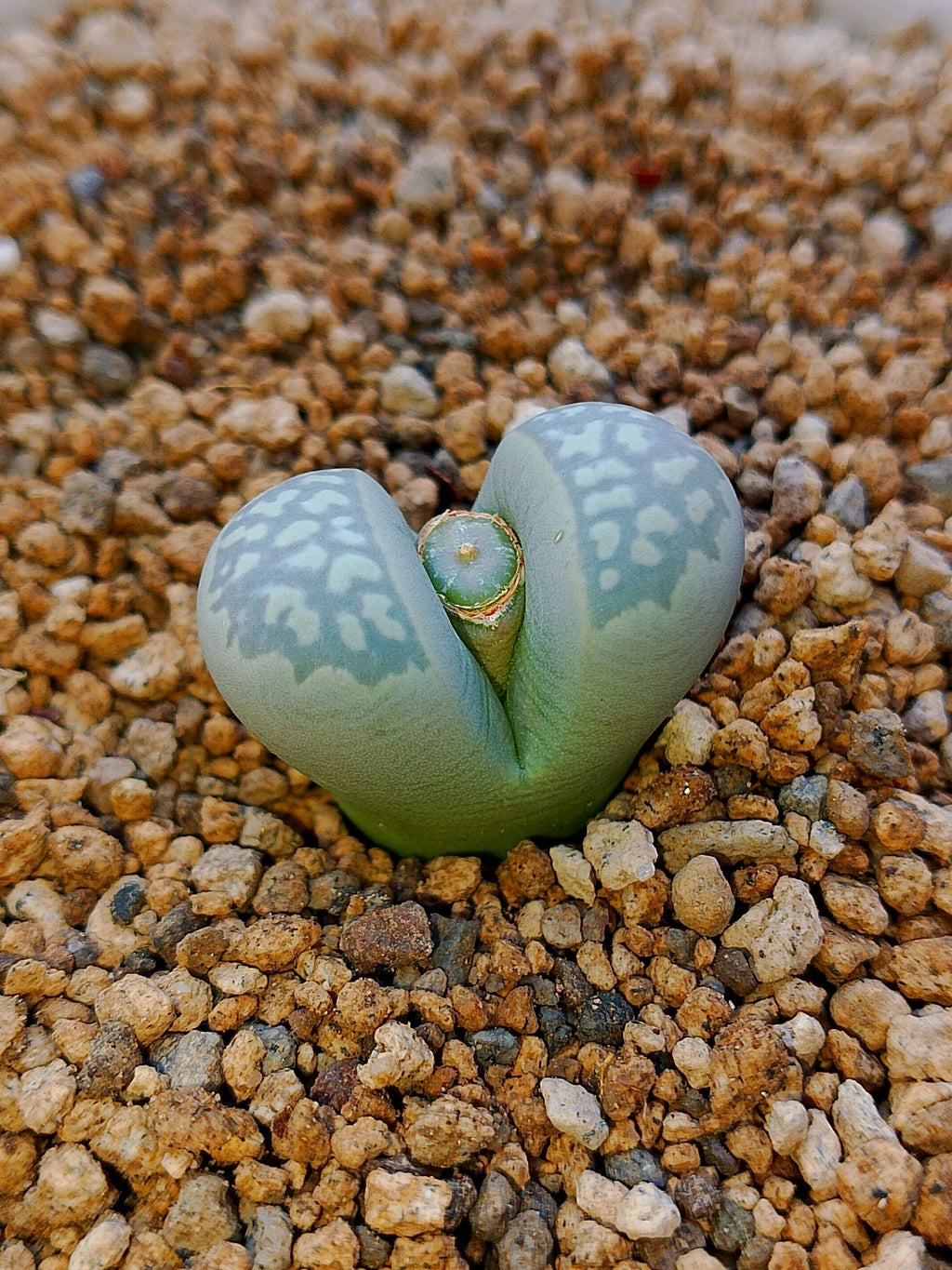 C274 	Lithops geyeri