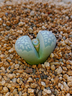 C274 	Lithops geyeri