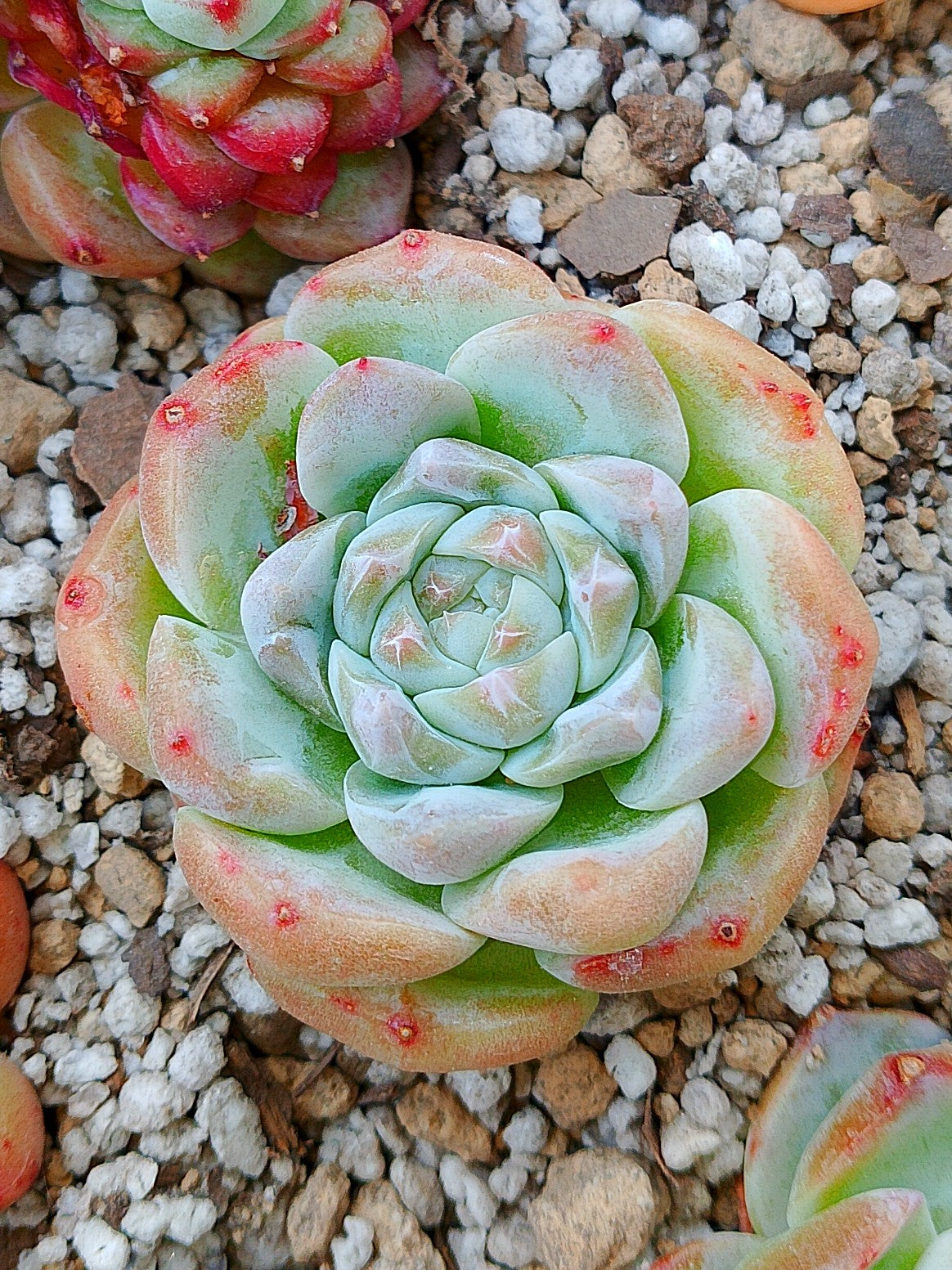Echeveria A One