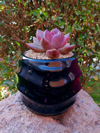 Echeveria Pink tulip