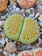 C111A Lithops hallii v. ochracea 'Green Soapstone' E