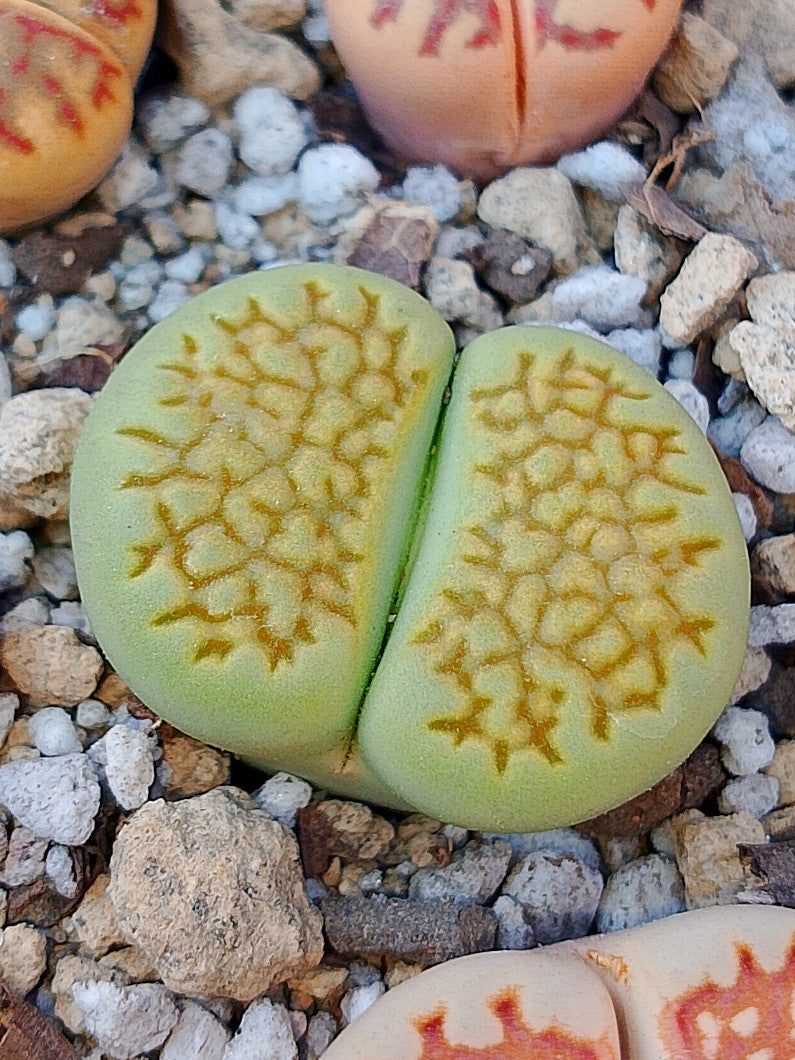 C111A Lithops hallii v. ochracea 'Green Soapstone' E