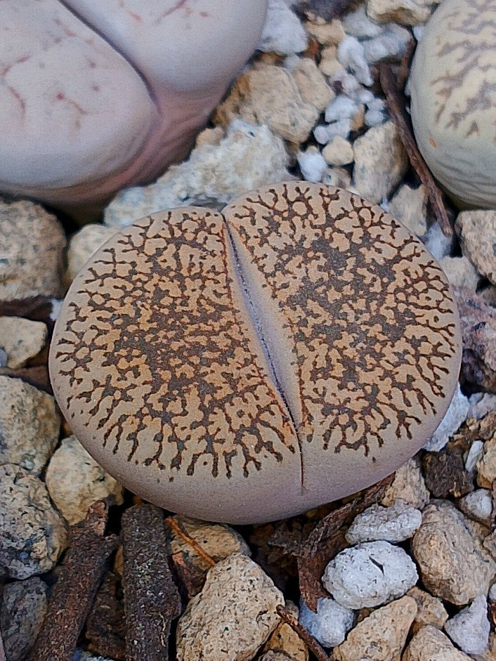 C358 	Lithops lesliei ssp. lesliei v. lesliei