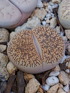 C358 	Lithops lesliei ssp. lesliei v. lesliei