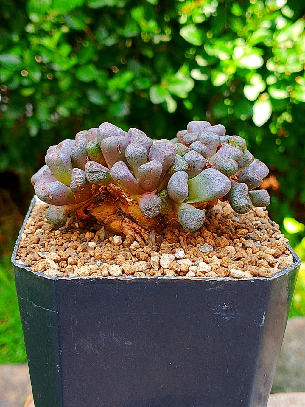 Aloinopsis schooneesii