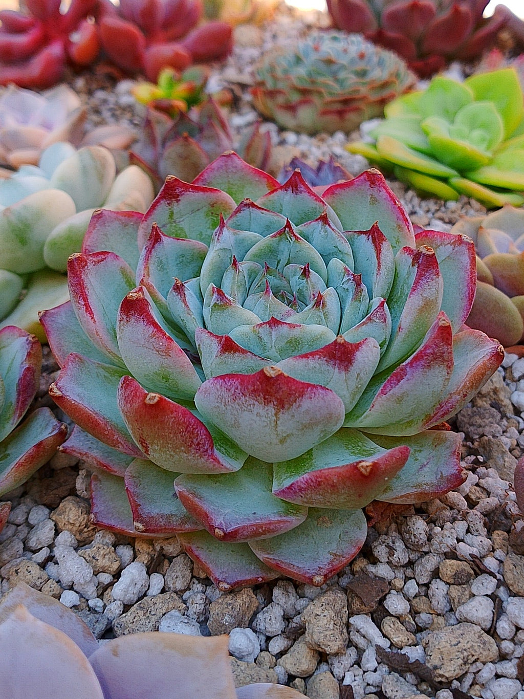 Echeveria Pomegranate D | maceta 3.5"