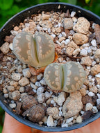 Lithops Otzeniana | 2 cabezas