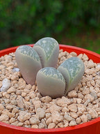 Lithops Helmutii | 2 cabezas