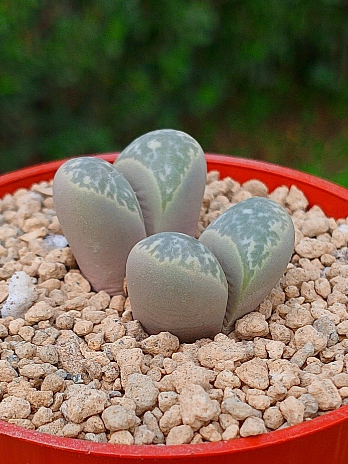 Lithops Helmutii | 2 cabezas