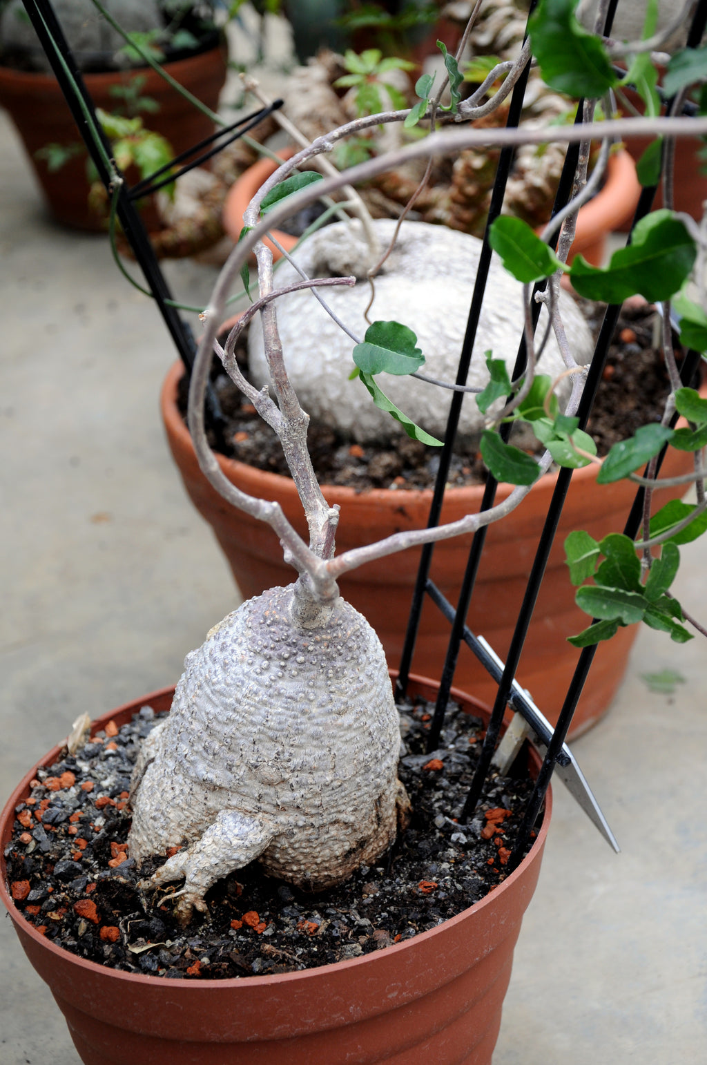 Fookea Edulis (Caudex) | maceta 2"