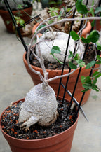 Fookea Edulis (Caudex) | maceta 2"