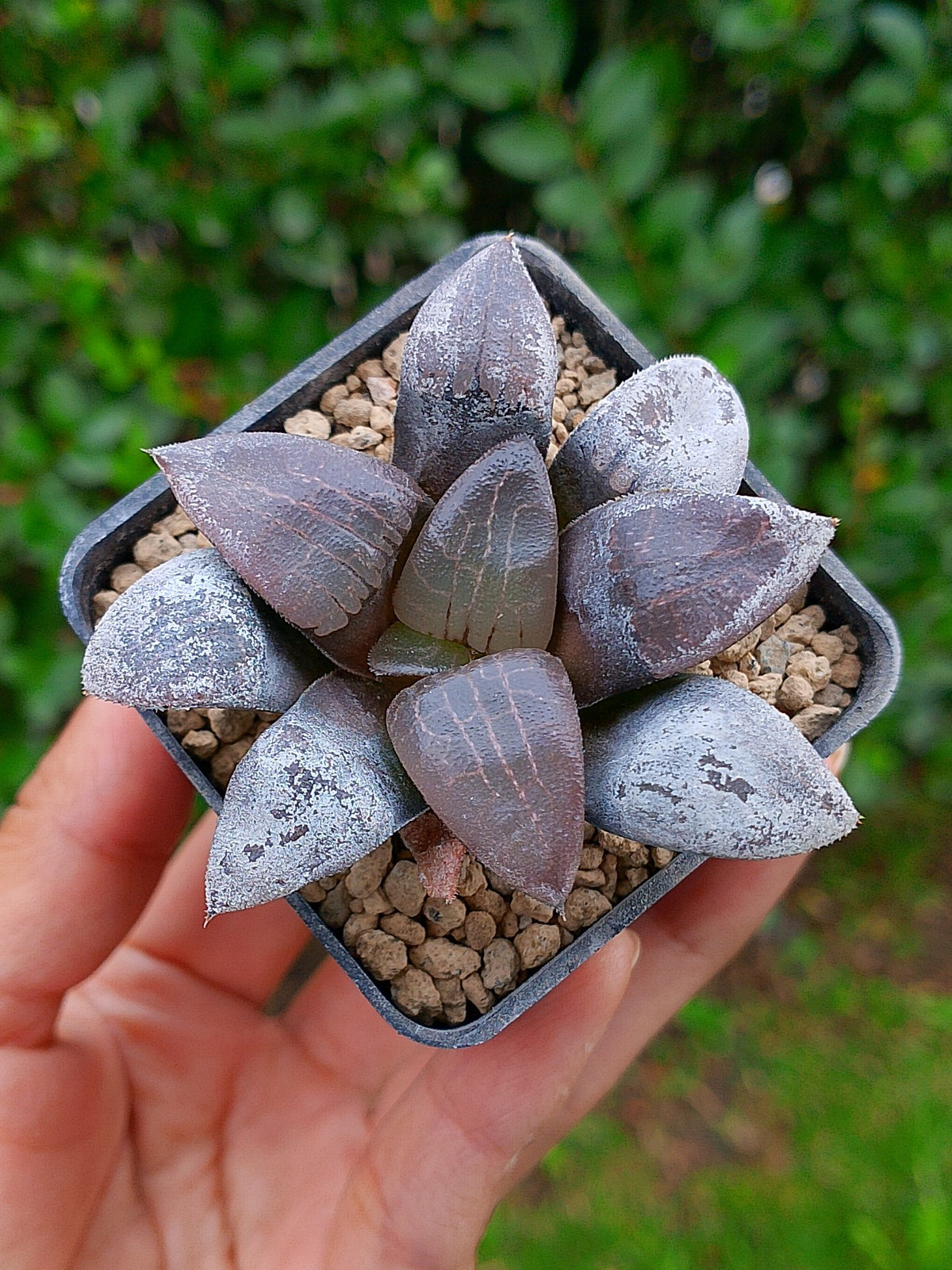 Haworthia RG R | maceta 2"