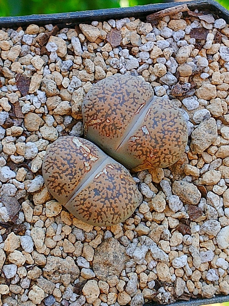 Lithops Leslie - 2 cabezas