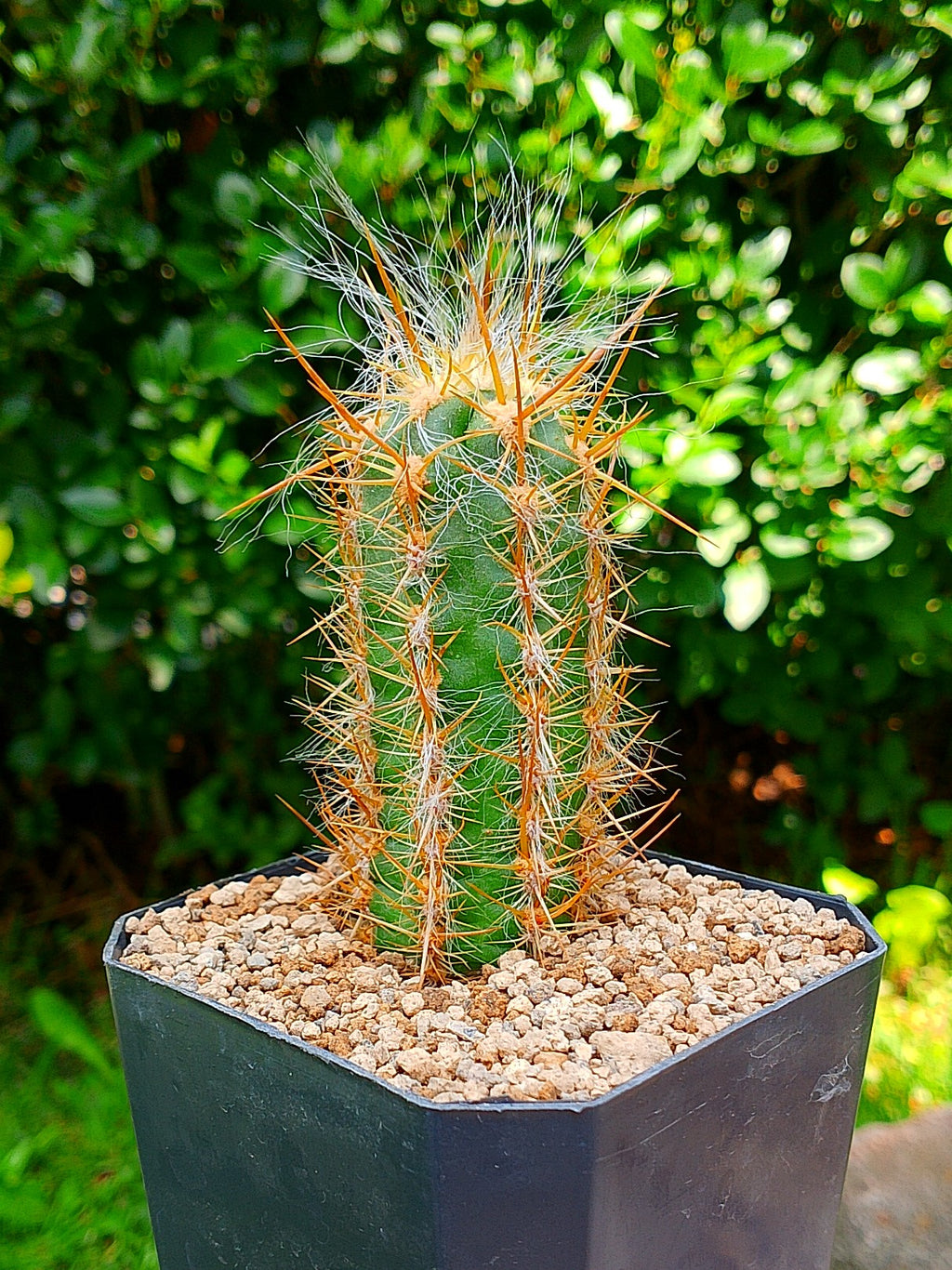 Orocereus celsianus