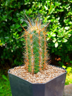 Orocereus celsianus