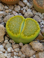Lithops julii Fullergreen x Lithops salicola Malachite