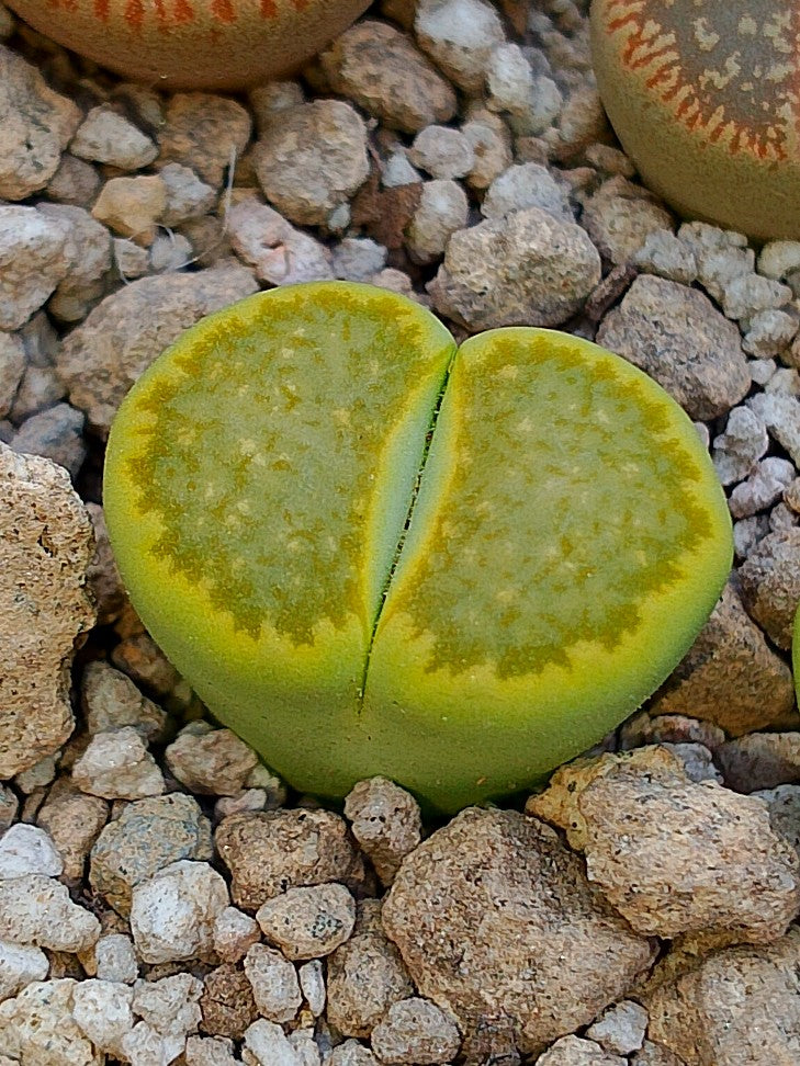 Lithops julii Fullergreen x Lithops salicola Malachite