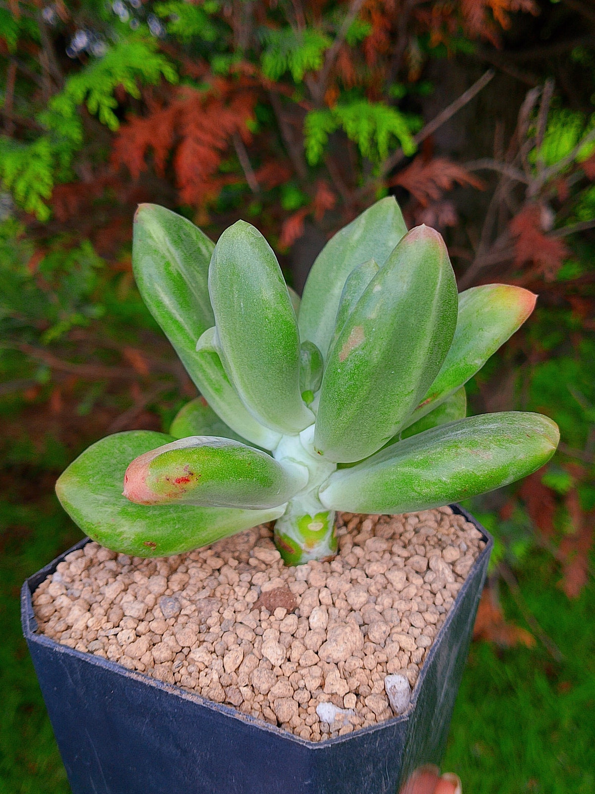 Pachyphytum Fit cowie variegado | maceta 3.5"