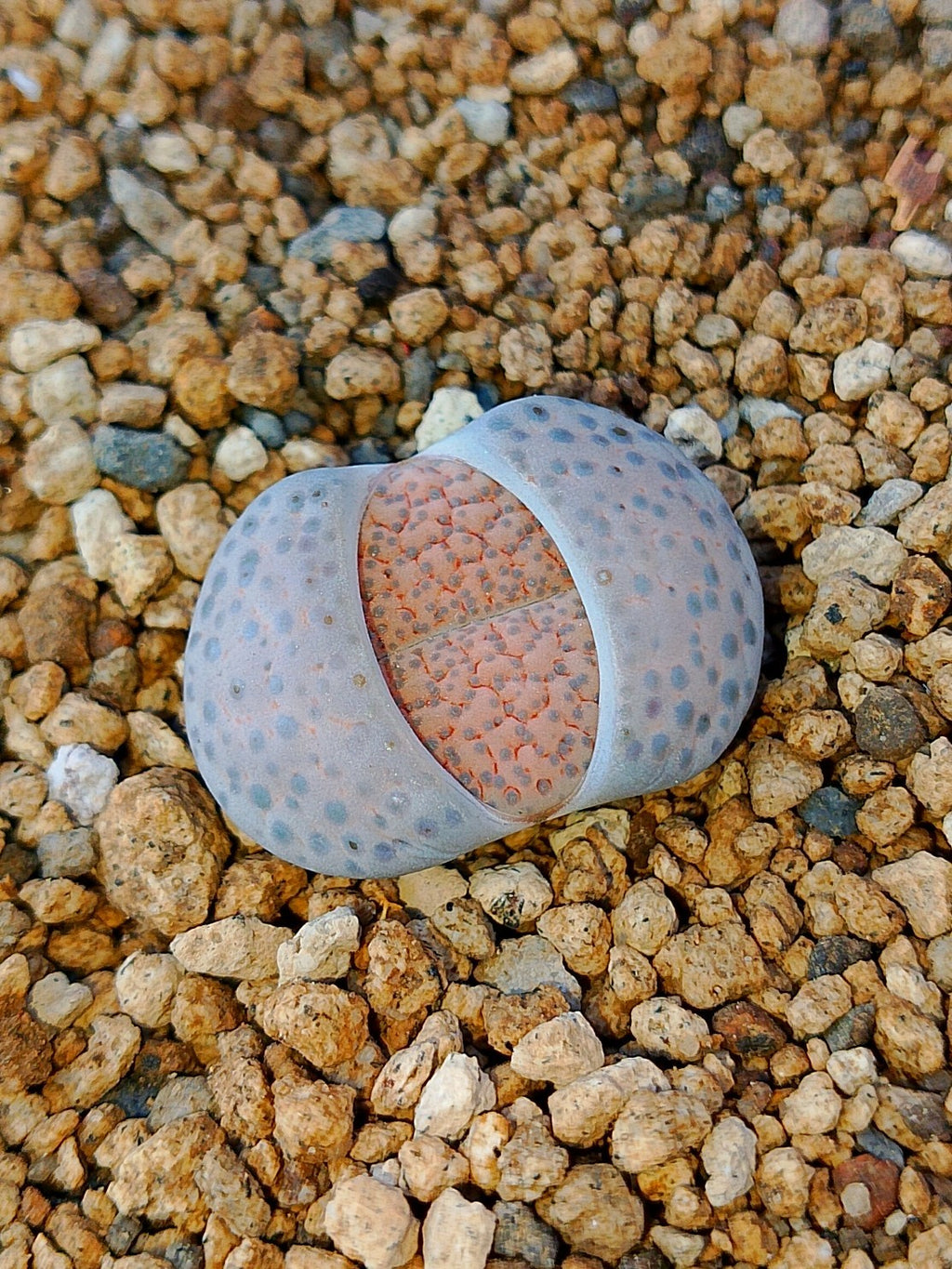 C220 	Lithops fulviceps v. fulviceps