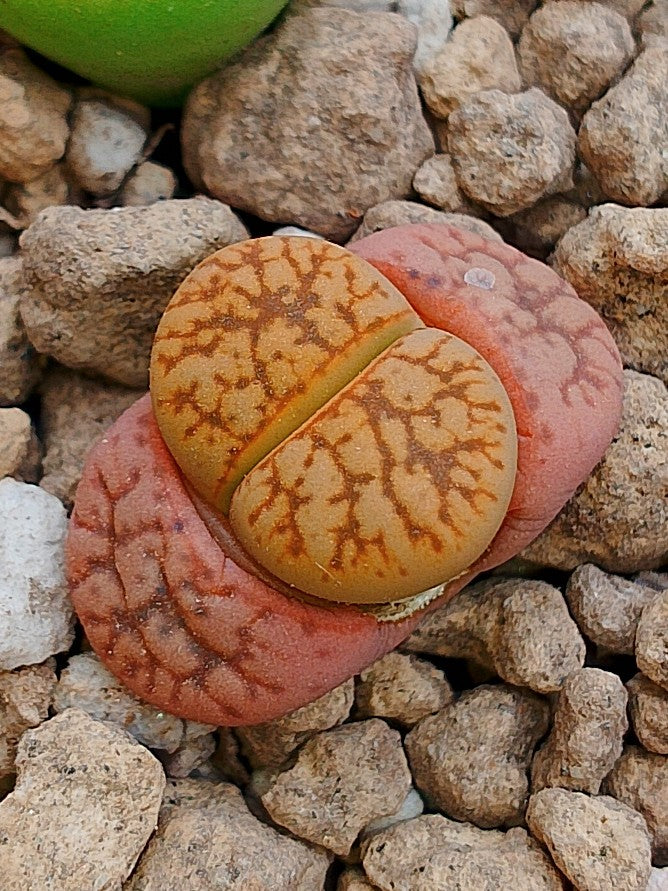 C207 	Lithops gesinae v. gesinae