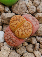 C207 	Lithops gesinae v. gesinae