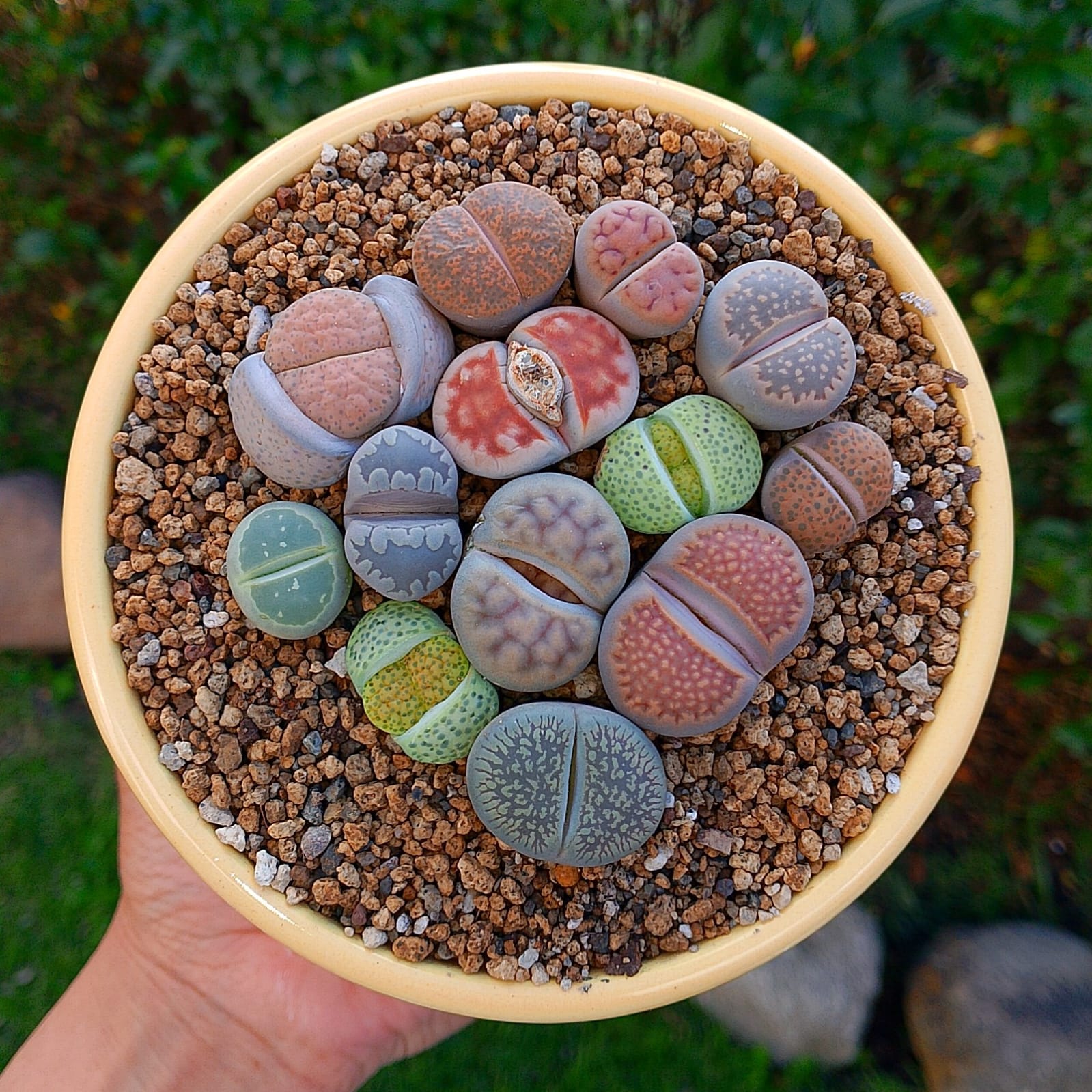 Paquete lithops Mix - circular A
