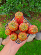 Injerto de Sulcorebutia Rauschii variegata| maceta 4"