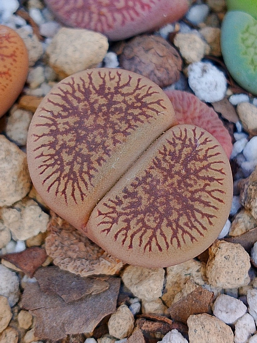 C054 	Lithops aucampiae ssp. euniceae v. fluminalis
