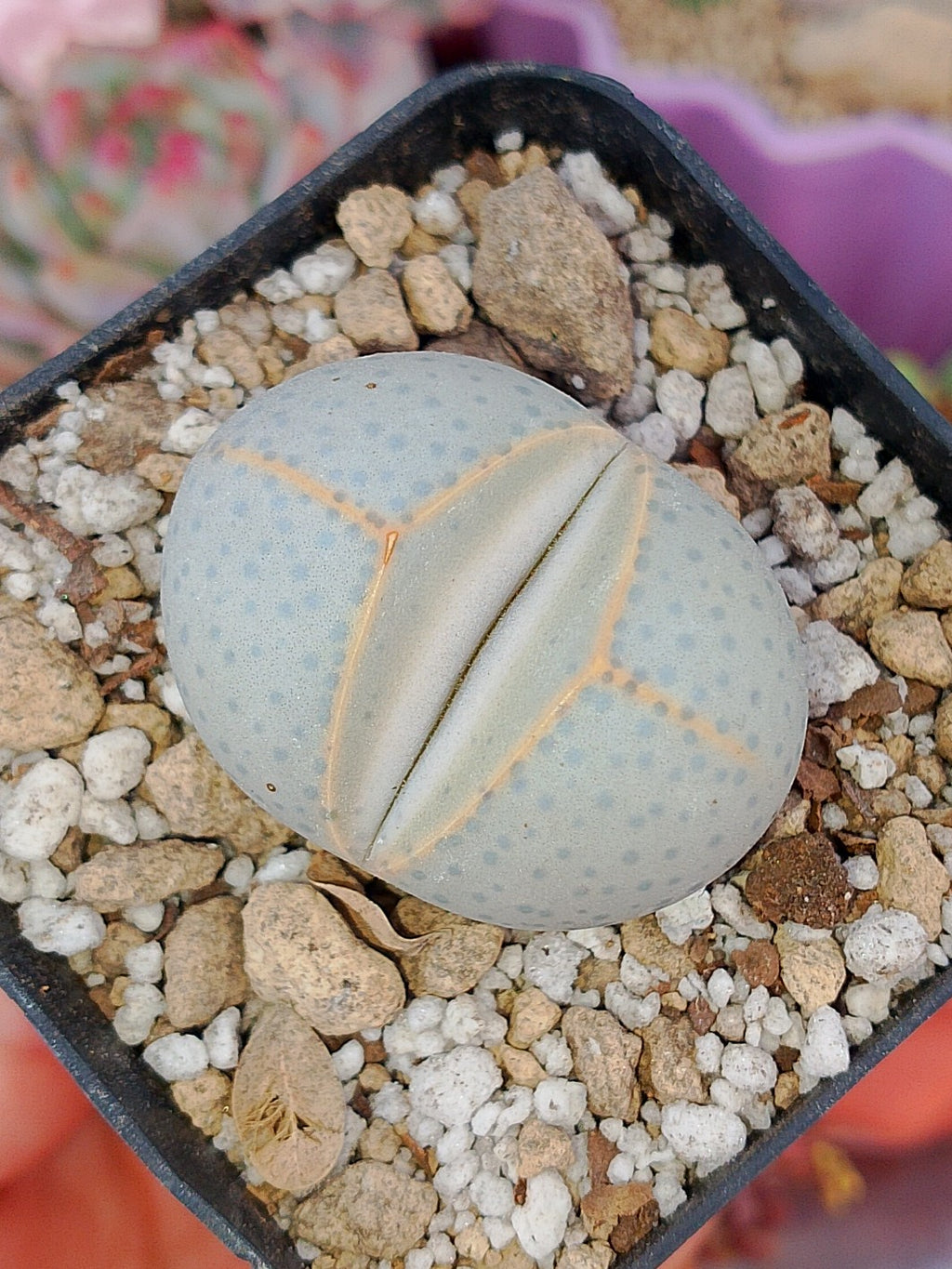 Dinterantus Wilmotianus