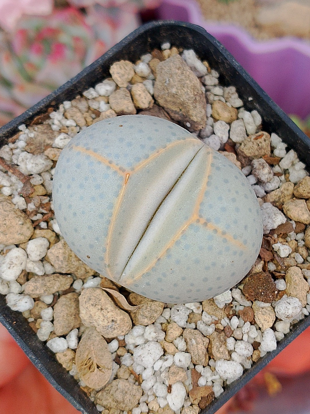 Dinterantus Wilmotianus