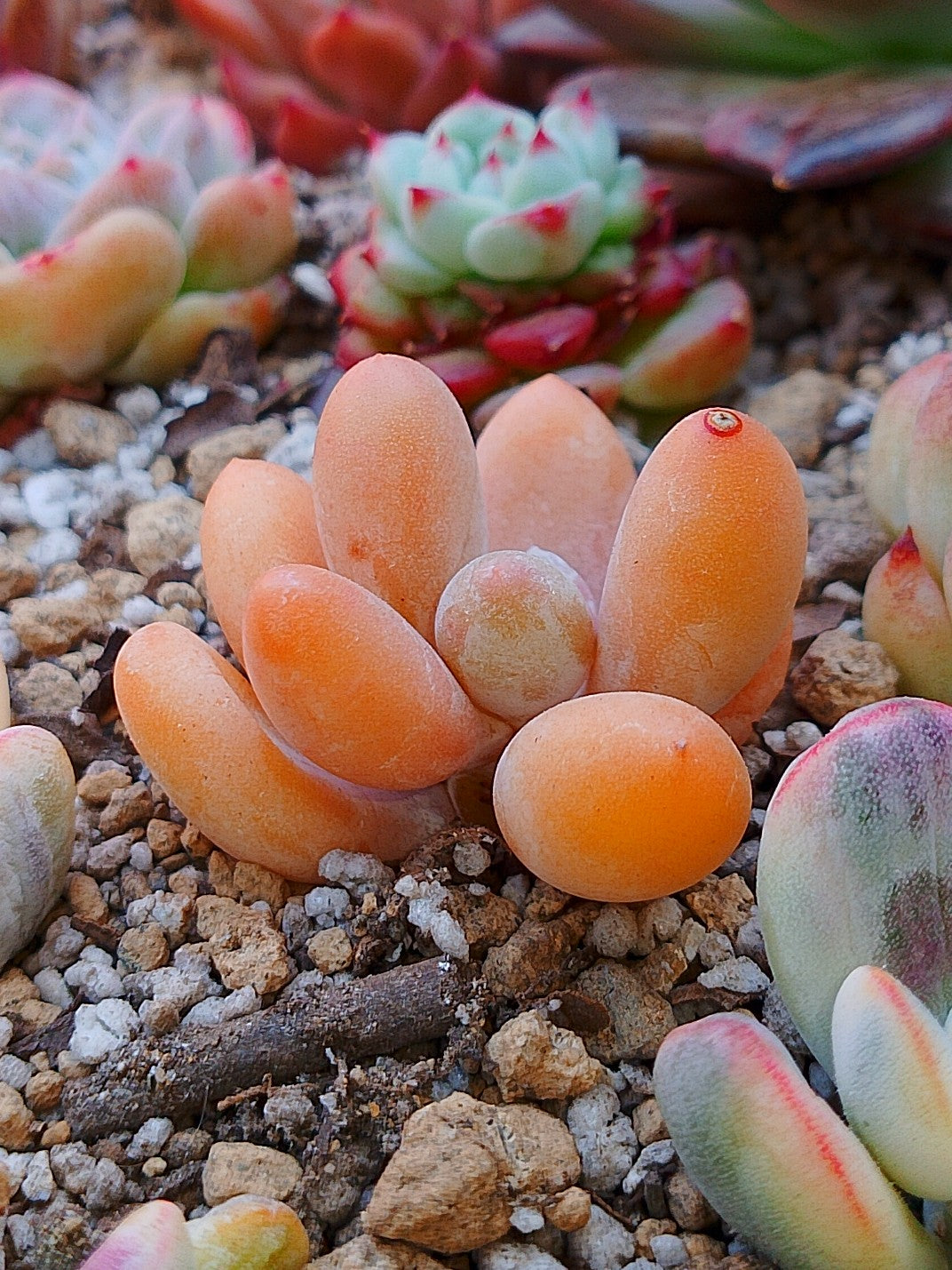 Pachyphytum beaver Tail | maceta de 2.5"