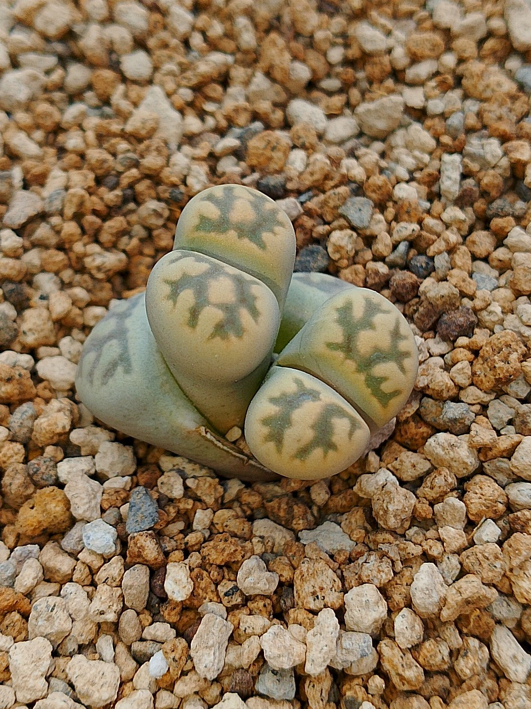 C143A Lithops karasmontana ssp. bella