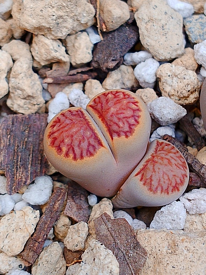 Lithops Julii 'kikushogiyoku' 1.5 años