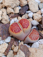 Lithops Julii 'kikushogiyoku' 1.5 años