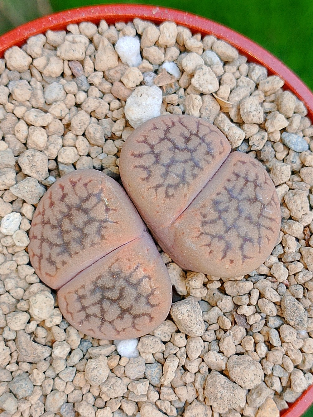 Lithops Hookeri | 2 cabezas