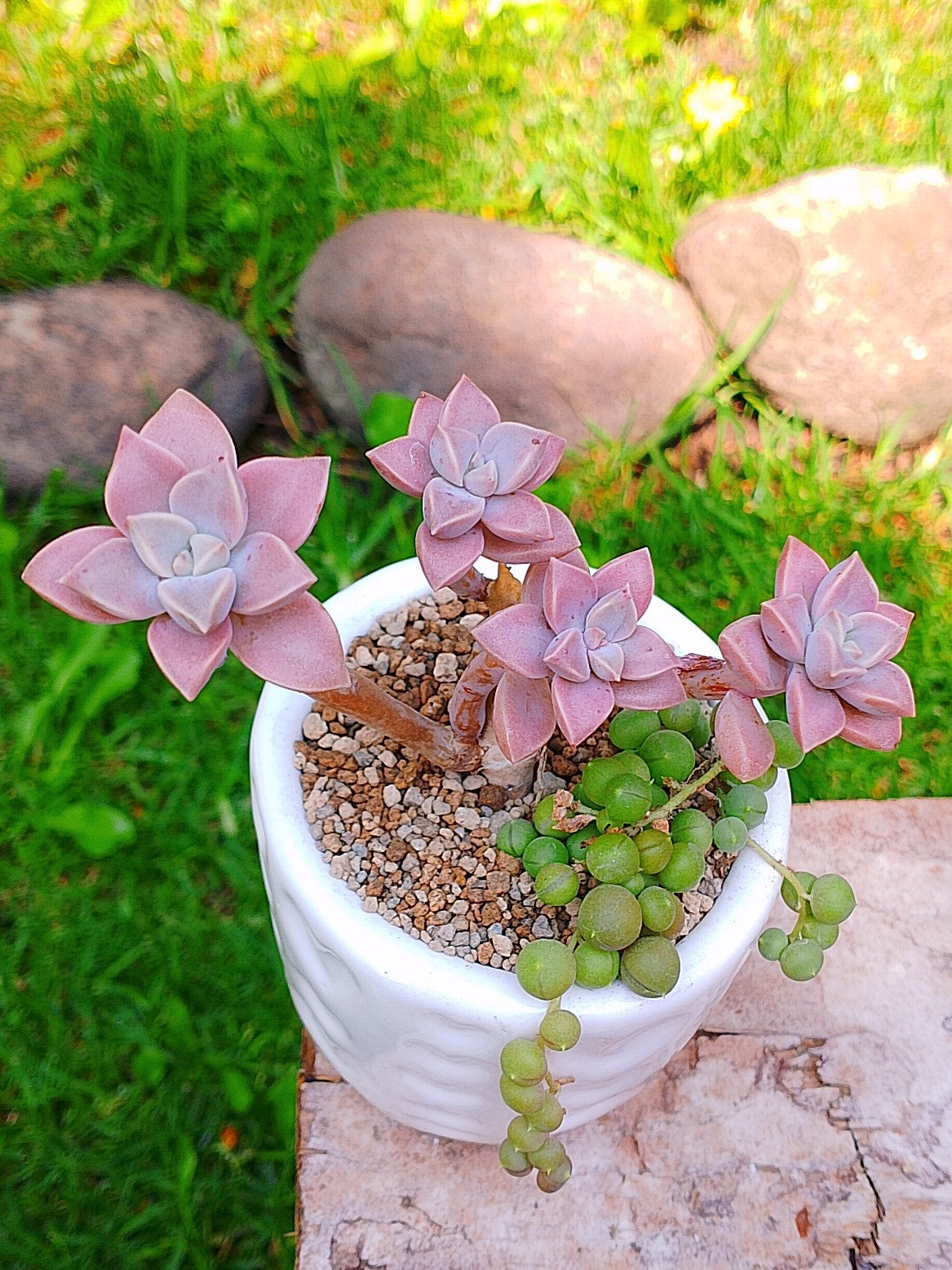 Graptopetalum paraguayense subsp. bernalense