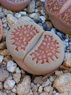 C303 	Lithops hallii v. ochracea