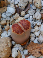 Lithops Julii 'kikushogiyoku' 1.5 años