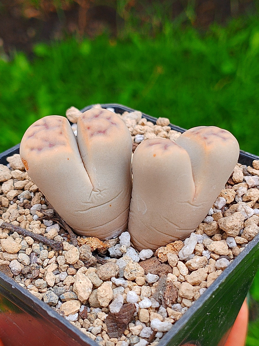 Lithops Schwantesii  | 2 cabezas