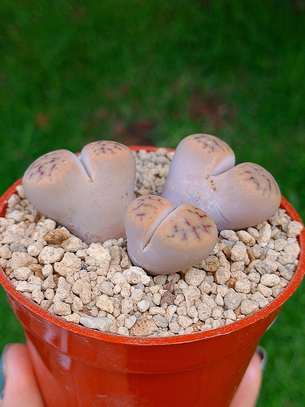 Lithops Schwantesii | 2 cabezas