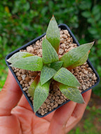 Haworthia RG Q | maceta 2"