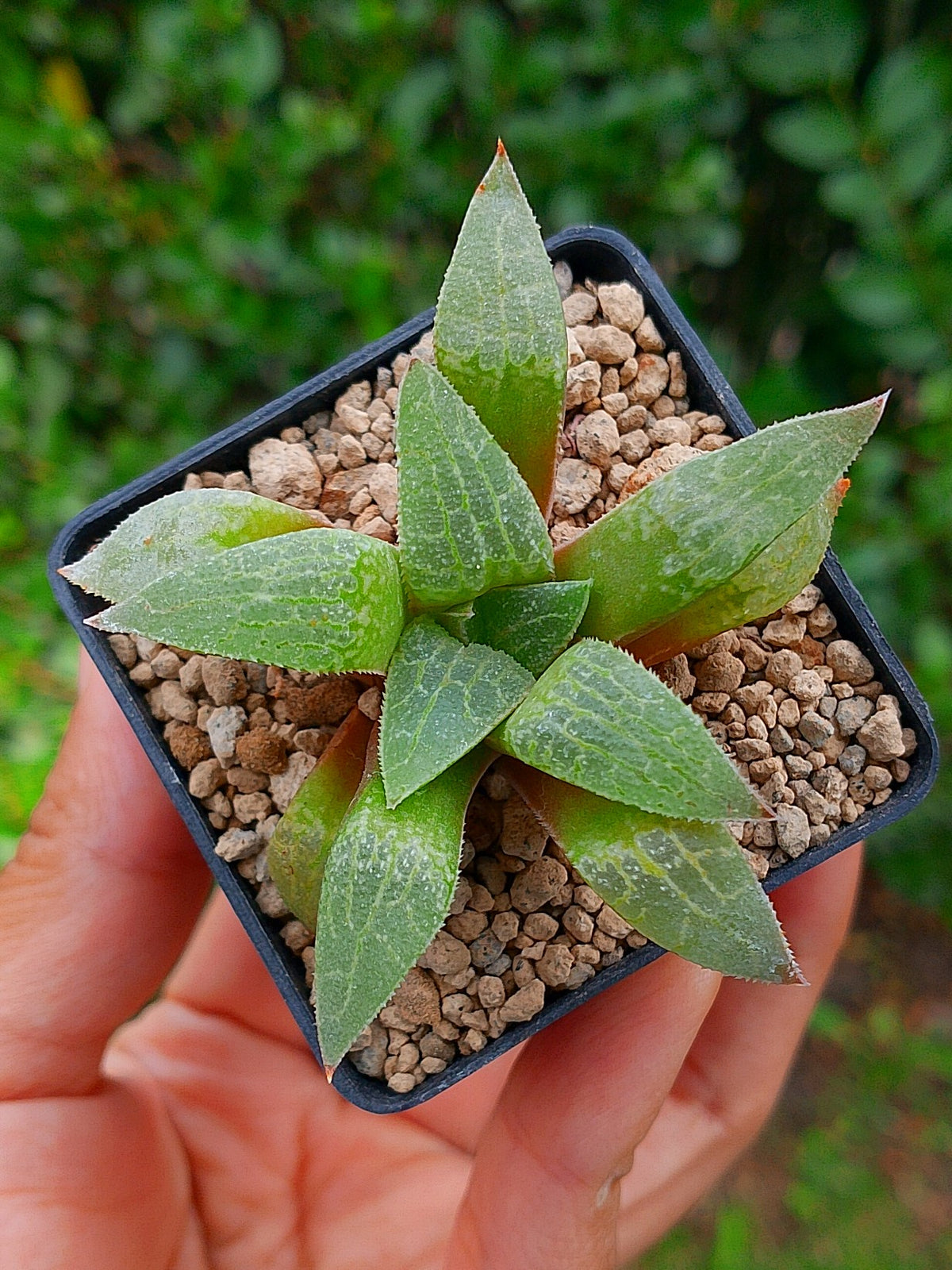 Haworthia RG Q | maceta 2"