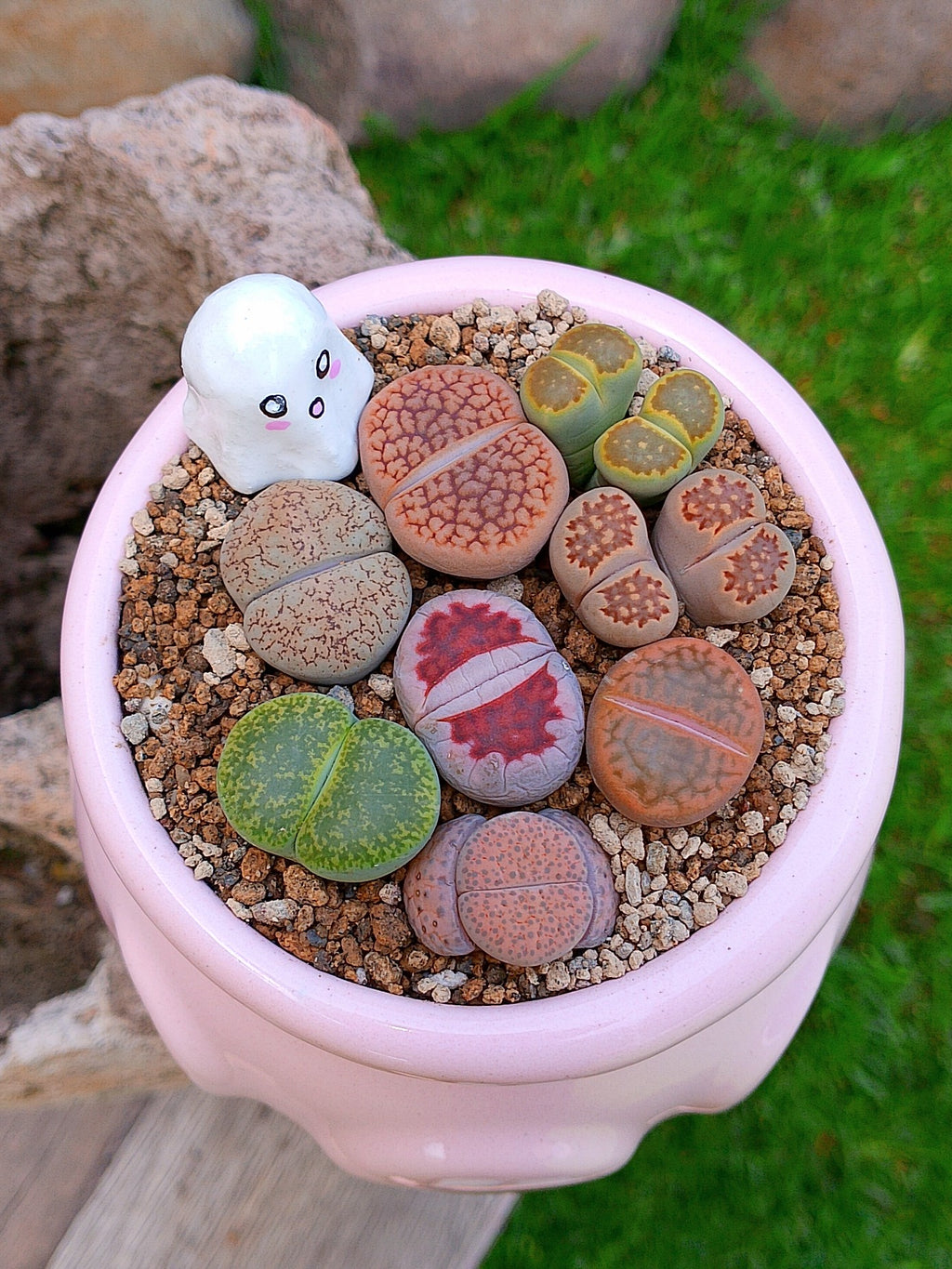 Paquete lithops Mix - Caldero fantasma