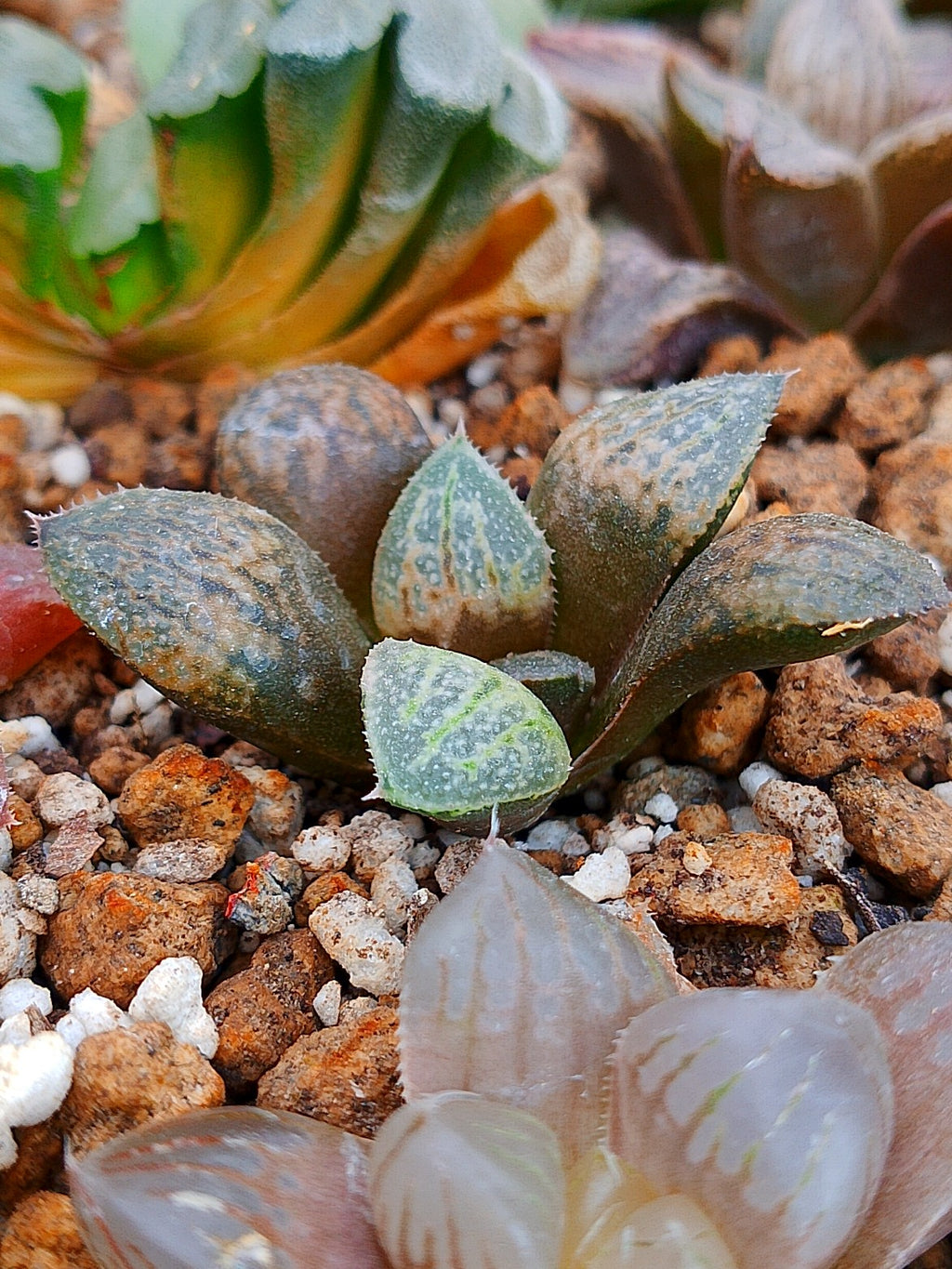 Haworthia RG L | maceta 2"