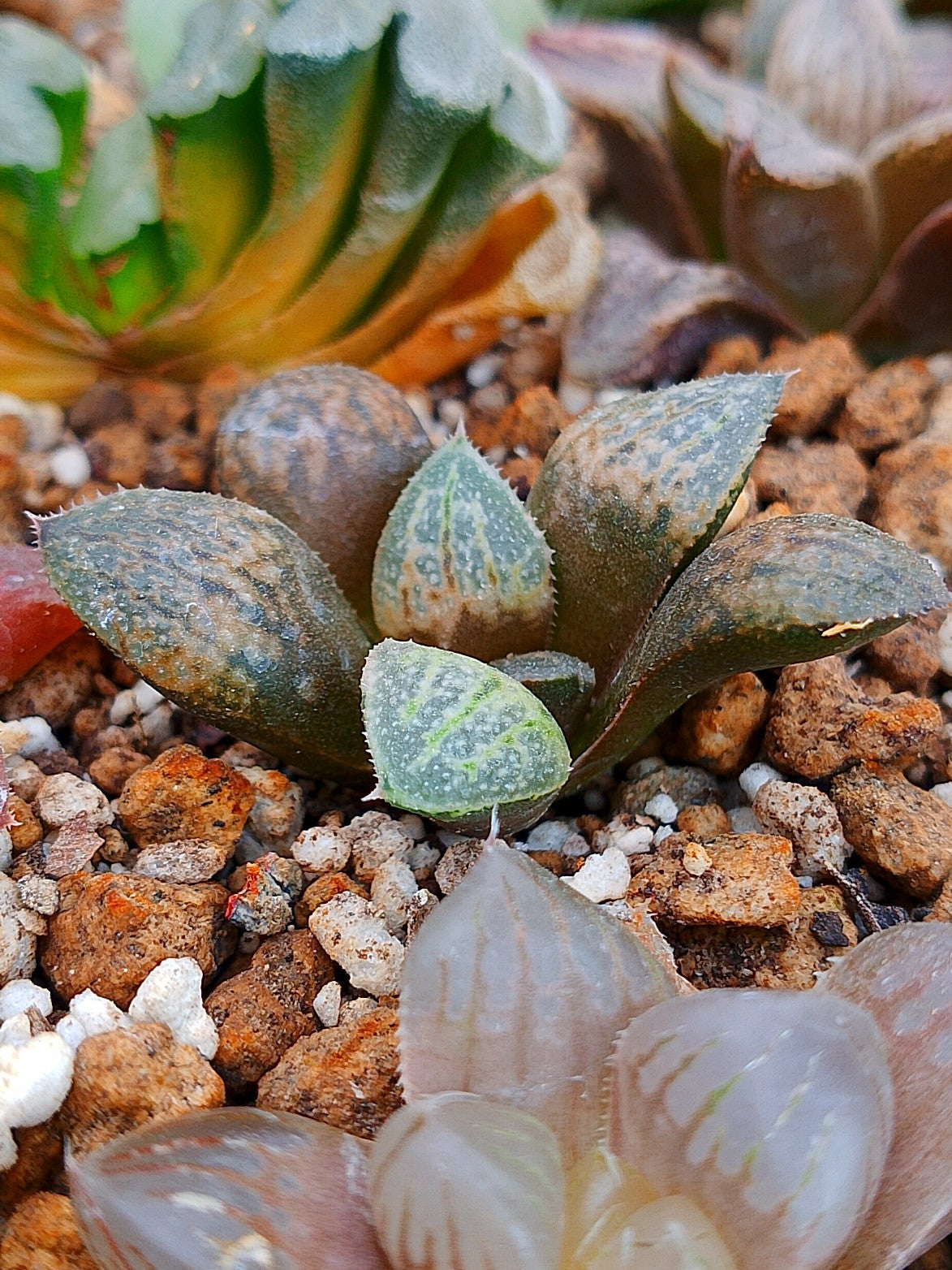 Haworthia RG L | maceta 2"