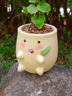 Chicorita | Dioscorea Elephantipens